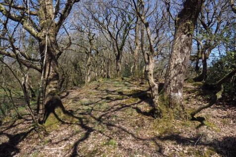 Winter woodland walk to the river bank