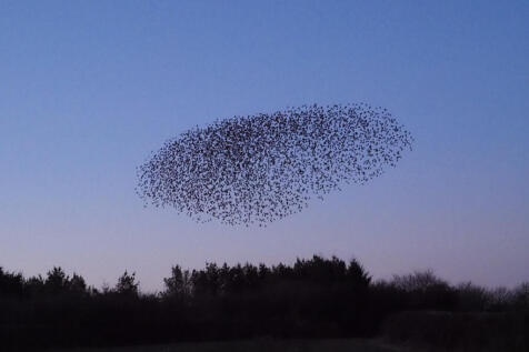 Nearby winter evening starling murmuration