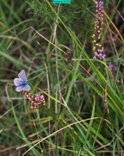 Abundant butterfly species