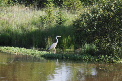 Thieving but beautiful Heron