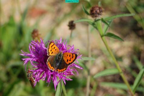 Undisturbed flora and happy fauna