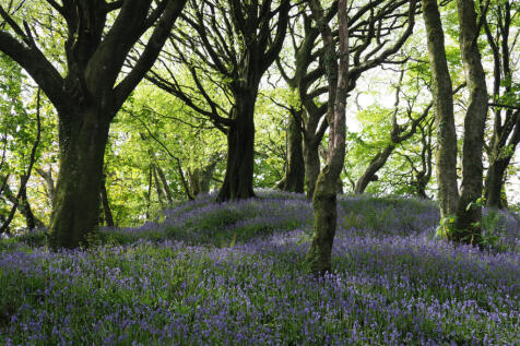 Nearby bluebell woodland