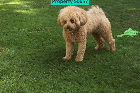 PREVIOUS CANINE TENANT BUT FELINES WELCOME TOO!