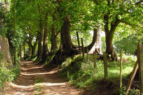 Local walk following