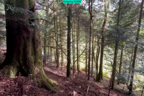 Woodland on southern boundary