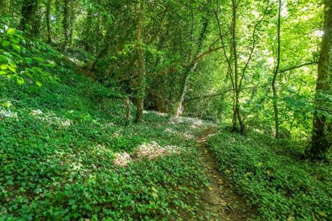 Woodland Walk