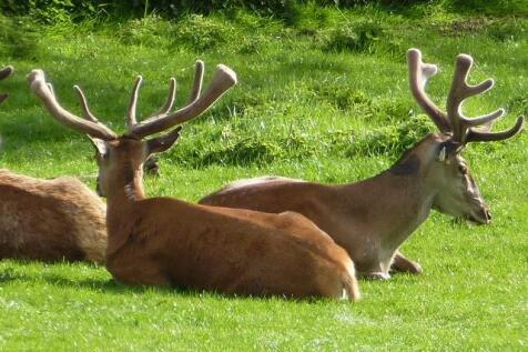 Nearby Deer Park