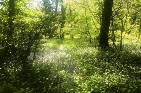 Best Bluebells - Copy.jpg