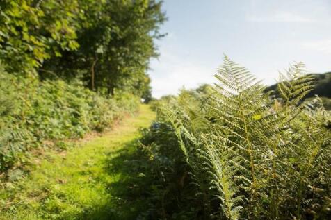 FernWalk.jpg