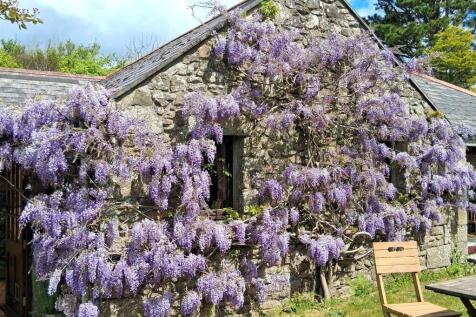 wisteria - Copy.jpg