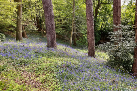 YOUR OWN BLUEBELL WOOD.png