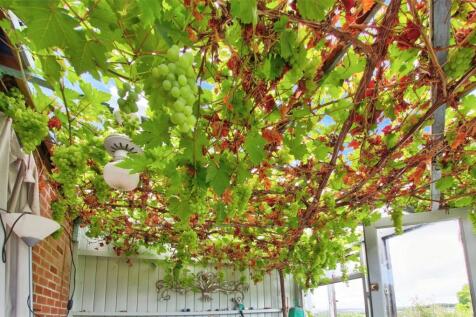 Vine