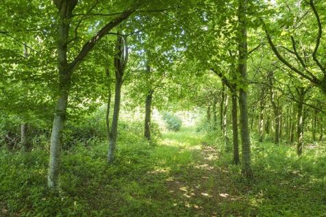Woodland