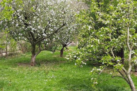 Orchard Blossom