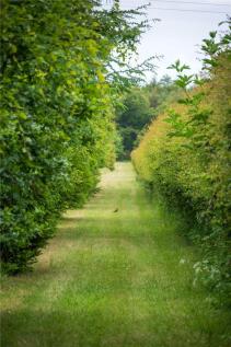 Gallop Strip