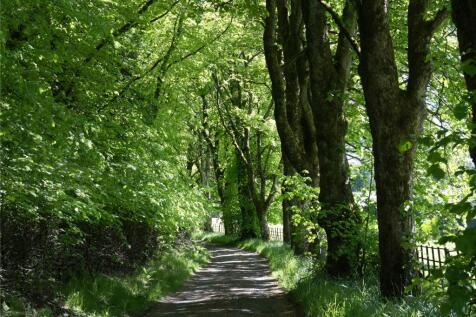 Tree-Lined Drive