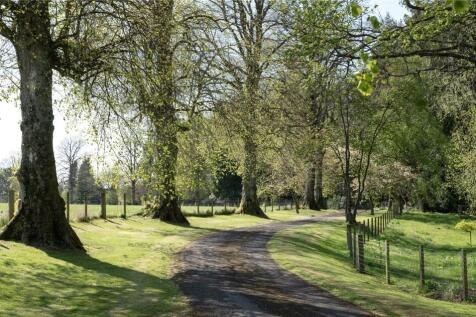 Tree Lined Drive
