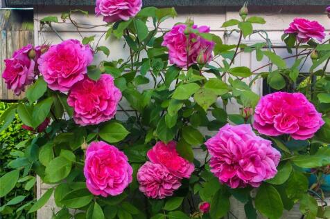 Garden In Springtime