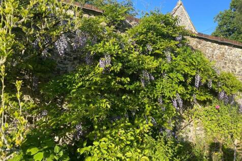 Wisteria