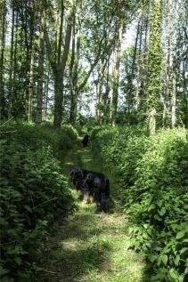 Woodland