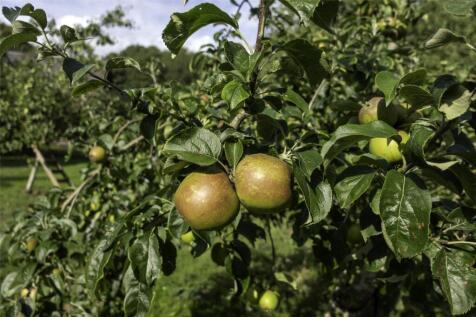Orchard