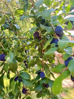 Orchard 3