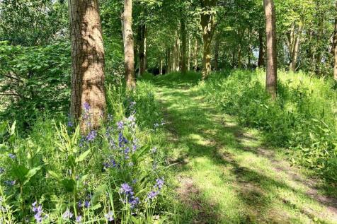 Bluebell Wood