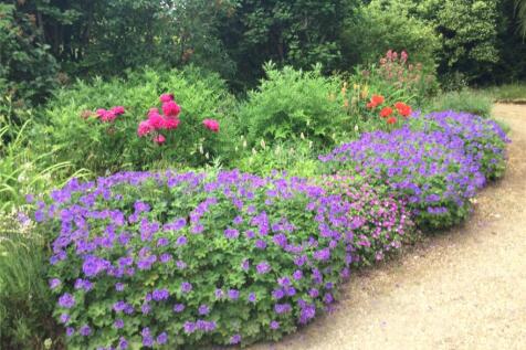 Garden In Spring