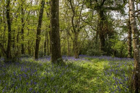 Bluebell Wood
