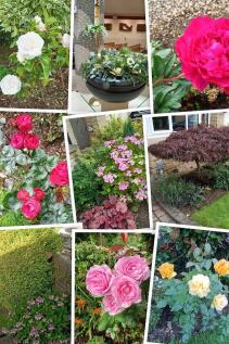 IMG20240606172717-COLLAGE.jpg