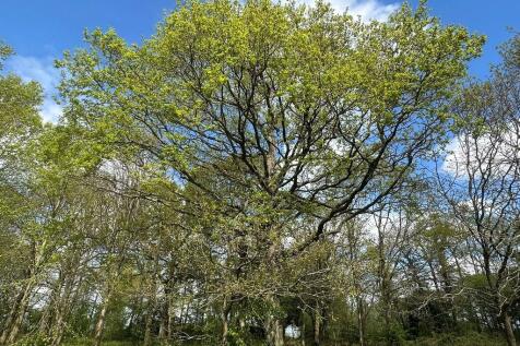 IMG_1995 Web