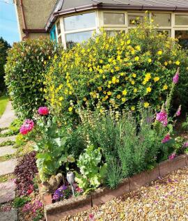 June plants.jpg
