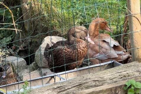 The Neighbours