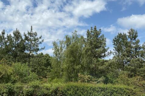 OUTLOOK FROM FRONT WINDOWS.JPG
