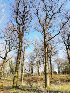 woodland 2.jpeg