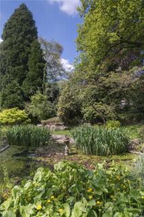 Pond