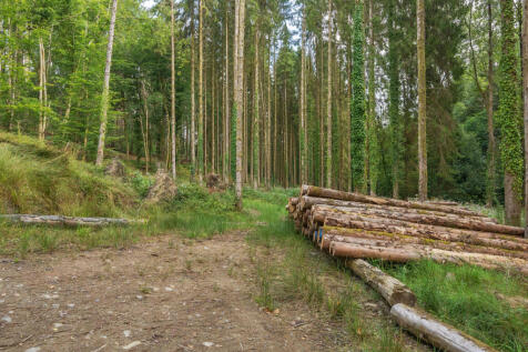 Marley Wood