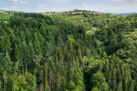 Marley Wood