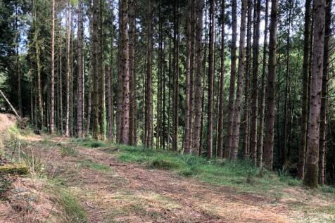 Loxbeare Wood