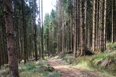 Loxbeare Wood