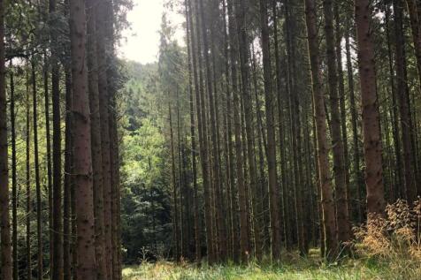 Loxbeare Wood