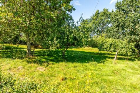Orchard