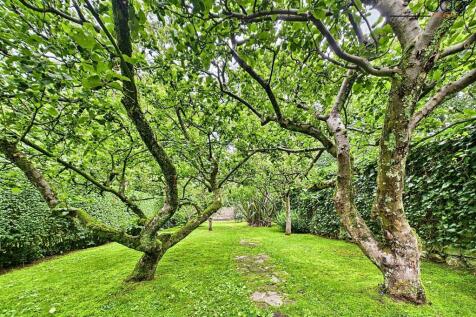 Orchard