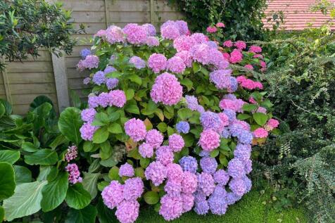 Vibrant colours in the garden