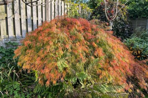 Mature plants in the front &amp; rear garden