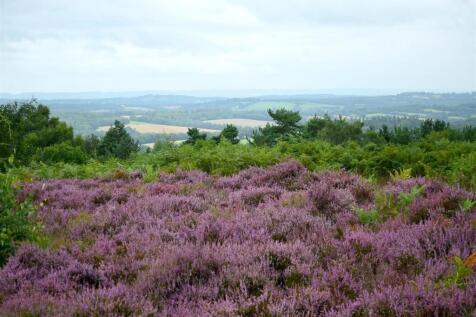 Surrounding Area - Ashdown Forest