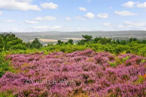 Surrounding Area - Ashdown Forest