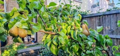 Garden Produce