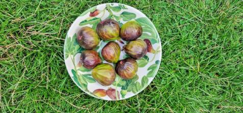 Garden Produce