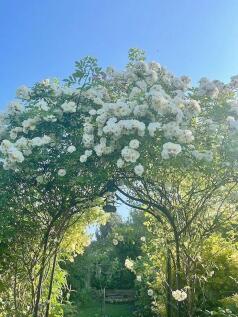 The Garden in Bloom
